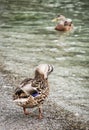 Wild mallard ducks on the lake shore, animal scene Royalty Free Stock Photo