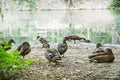 Wild mallard ducks on the lake shore, beauty in nature Royalty Free Stock Photo