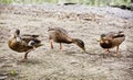 Wild mallard ducks on the lake shore, birds scene Royalty Free Stock Photo