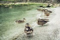 Wild mallard ducks on the lake shore Royalty Free Stock Photo