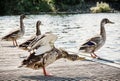 Wild mallard ducks on the lake shore, natural scene Royalty Free Stock Photo