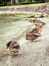 Wild mallard ducks on the lake shore, natural scene Royalty Free Stock Photo