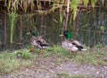 Wild mallard ducks near the river