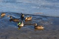 Wild mallard ducks swims in the water between the ice in the freezing pond. Wintering of wild ducks. Survival of birds Royalty Free Stock Photo