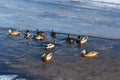 Wild mallard ducks swims in the water between the ice in the freezing pond. Wintering of wild ducks. Survival of birds Royalty Free Stock Photo