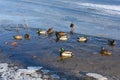 Wild mallard ducks swims in the water between the ice in the freezing pond. Wintering of wild ducks. Survival of birds Royalty Free Stock Photo