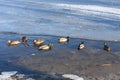 Wild mallard ducks swims in the water between the ice in the freezing pond. Wintering of wild ducks. Survival of birds Royalty Free Stock Photo