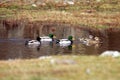 Wild Mallard Ducks In Ths Spring Time