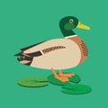 Wild Mallard Male Duck Cute Simple Vector Icon Royalty Free Stock Photo