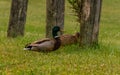 Couple mallard ducks standing near wooden post