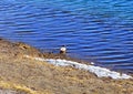 Wild mallard migratory ducks stopped to rest on the river bank. East Siberia, the Angara River. lat. Anas platyrhynchos Royalty Free Stock Photo