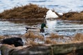 Wild Mallard in Natural Setting with Dry Grass and Water Royalty Free Stock Photo