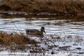 Wild Mallard in Natural Setting with Dry Grass and Water Royalty Free Stock Photo