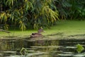 Wild mallard