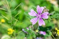 Wild mallow flower macro focused