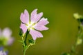 Wild mallow flower