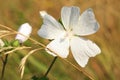 Wild mallow growing in a wild meadow.