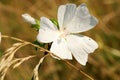 Wild mallow growing in a wild meadow.