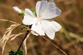 Wild mallow growing in a wild meadow.