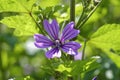 Wild mallow, Malva silvestris, Bavaria, Germany, Europe