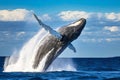 Wild mammalian blue whale jumping out of water with splashes