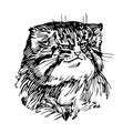 Wild mammalian cat, manul head, rare animal, for logo or emblem