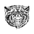 Wild mammalian cat, manul head, rare animal, for logo or emblem