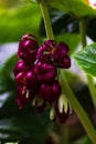 Wild mandrake, or asian mayapple plant with flowers and leaves