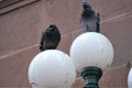 Wild Manhattan pigeons perched on light fixtures Royalty Free Stock Photo