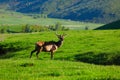 Wild maral Royalty Free Stock Photo