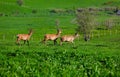 Wild marals Royalty Free Stock Photo