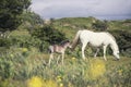 Wild Mare with Foal in Wales, UK Royalty Free Stock Photo