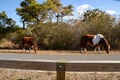 Wild Mare and Pony Graze Royalty Free Stock Photo