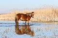 Wild mare is watchig in watering place Royalty Free Stock Photo