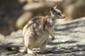 Wild mareeba rock wallaby, mitchell river, Cairns, Queensland