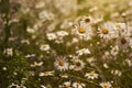 Wild marguerites