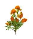 Wild marigold flowers and autumn leaves in a seasonal arrangement isolated Royalty Free Stock Photo