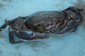 Wild marine crab detailed close up while making water bubbles,sea animal species