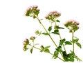 Wild Marjoram Origanum vulgare