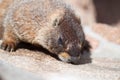 Wild marmot