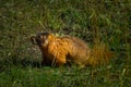 Wild Marmot