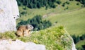 Wild marmot in Dolomiti, Italy