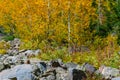 Wild Marmot Fall Foliage Colorado