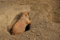 Wild marmot on guard Royalty Free Stock Photo