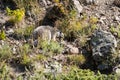 Wild marmot hiding on rocks, Alps mountains, France Royalty Free Stock Photo