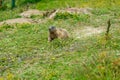 Wild marmot in its natural environment walking across meadow.
