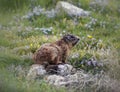 A wild marmot