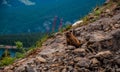 The Wild Marmot with Mountain Spring Flowers Royalty Free Stock Photo