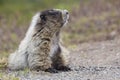 Wild Marmot in Mount Rainier National Park