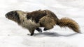 Wild Marmot in Mount Rainier National Park
